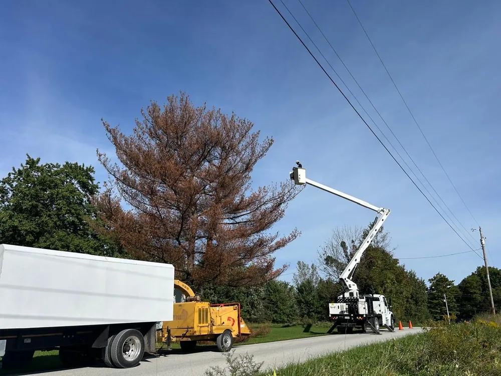 Select Tree Service at work, serving Dublin