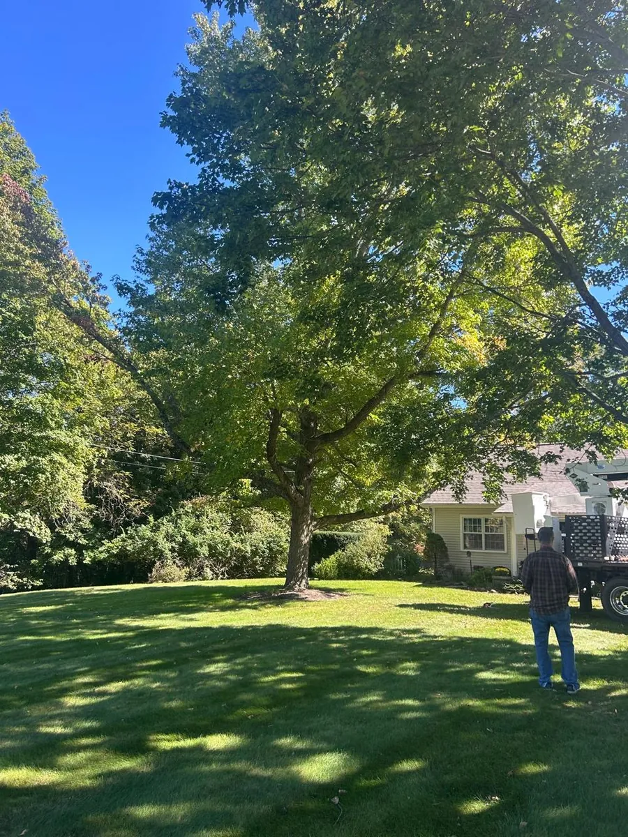 Select Tree Service at work, serving Westerville