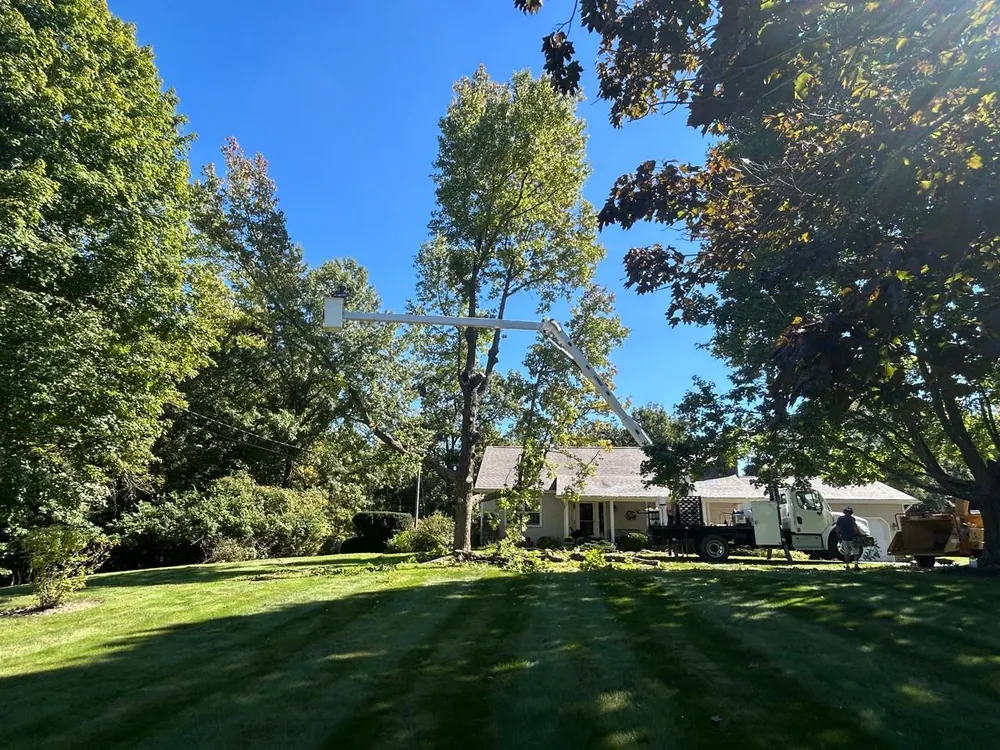 Select Tree Service at work, serving Sunbury