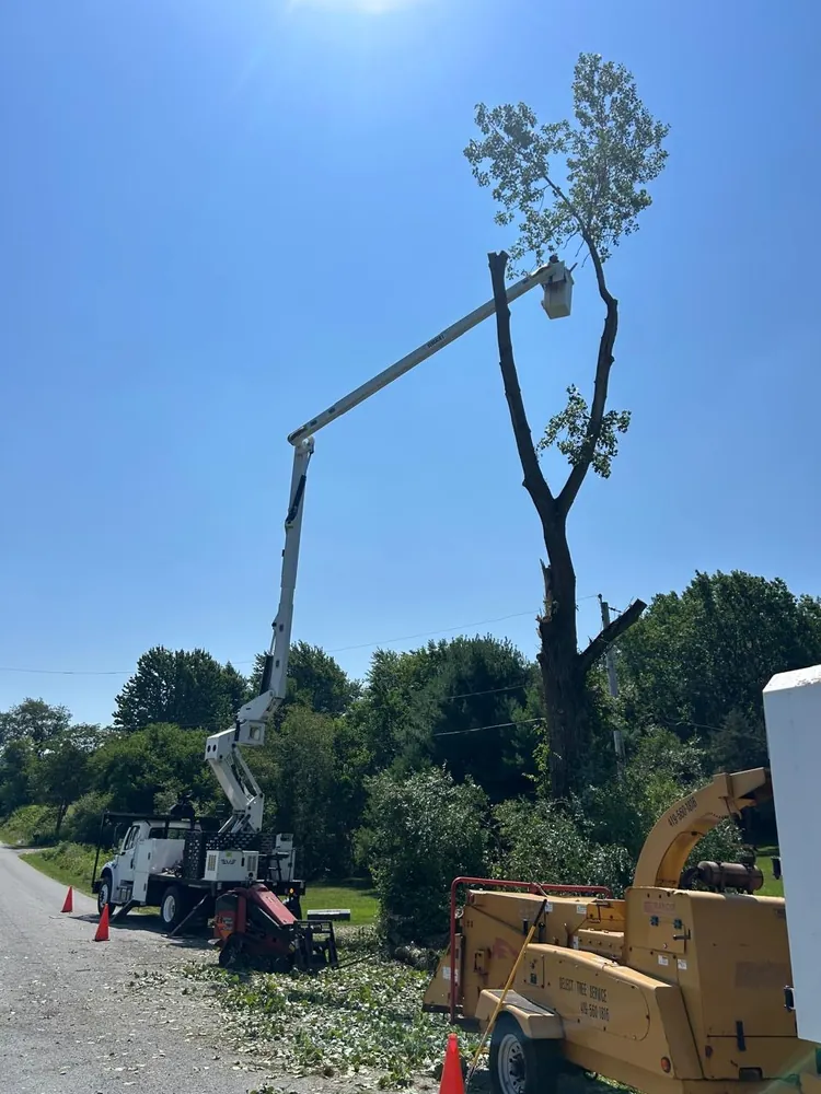Select Tree Service at work, serving Mount Gilead