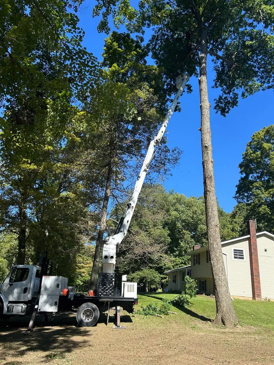 Tree Removal