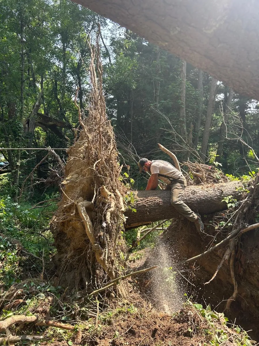 Jason Pauley cutting an uprooted tree with a chainsaw